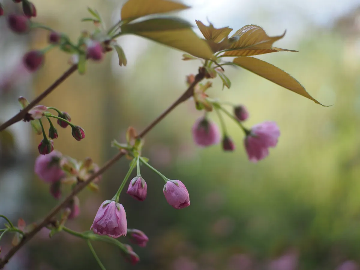 Spring '26 photo 28